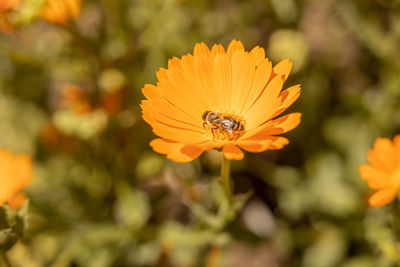 Close-up of bee pollinating on flower