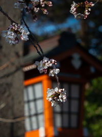 Close-up of cherry blossom against tree and building