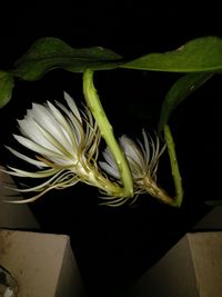 Close-up of flower plant