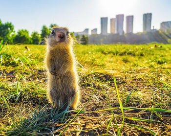 Meerkat on field