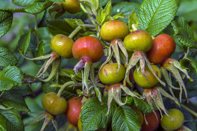 Close-up of fruits growing on plant