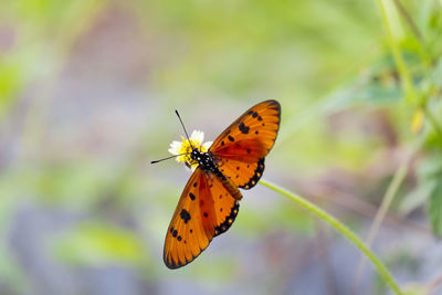 Close-up of butterfly pollinating flower