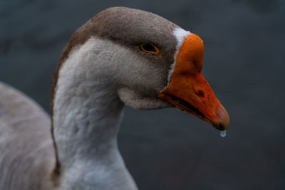 Close-up of swan