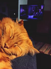 Close-up of cat relaxing at home