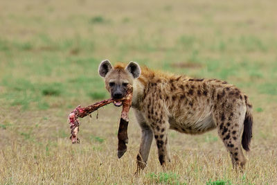 Side view of spotted hyena with food
