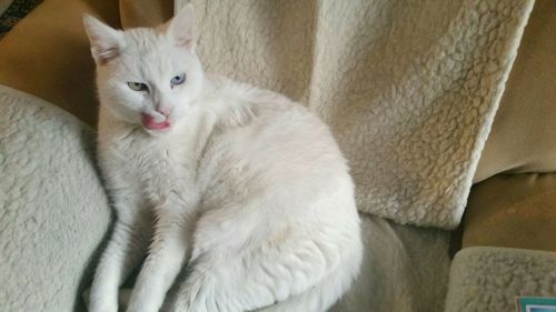 Close-up portrait of cat at home