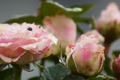 Close-up of pink rose