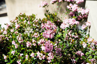 Close-up of pink flowering plants