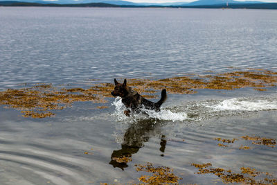 Dog running in a lake