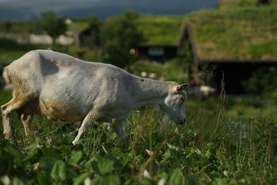 View of sheep on field