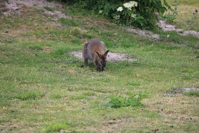 Lion on field