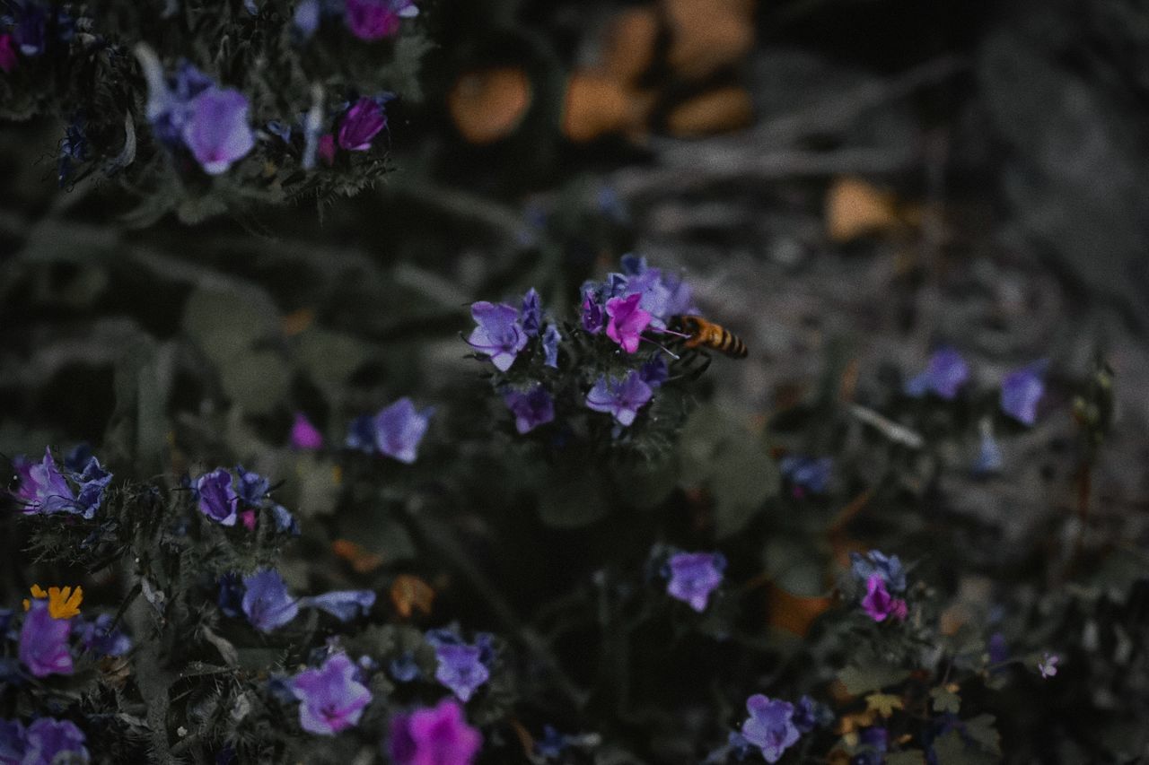 flower, flowering plant, plant, purple, beauty in nature, nature, freshness, macro photography, close-up, fragility, growth, no people, petal, outdoors, flower head, focus on foreground, animal wildlife, selective focus, day, multi colored