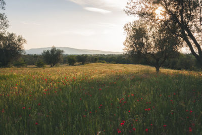 Scenic view of grassy field against sky