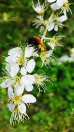 Close-up of insect on flower