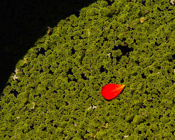 Close-up of fresh green leaves