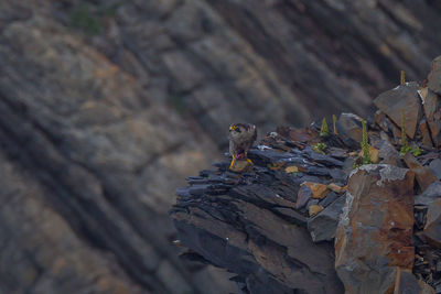 Close-up of bird perching on rock