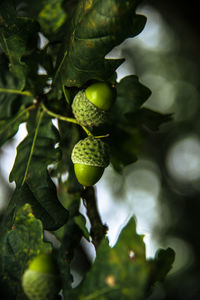 Low angle view of fruits on tree