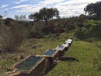 Trees on grass against sky