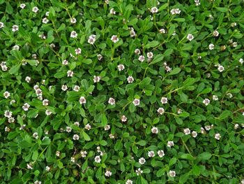 Full frame shot of flowering plants on field