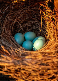 High angle view of eggs in nest