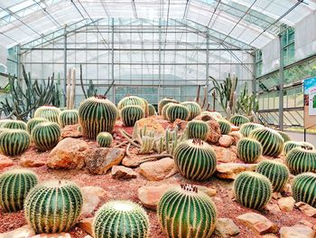 Cactus growing in greenhouse