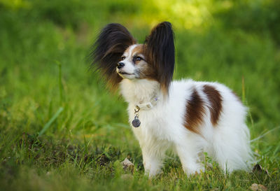 Dog in grass