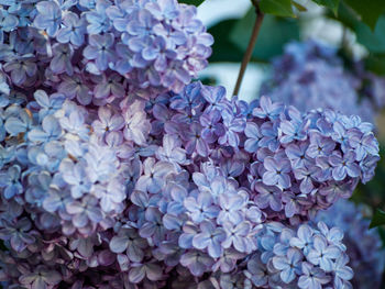 Close-up of purple hydrangea flowers