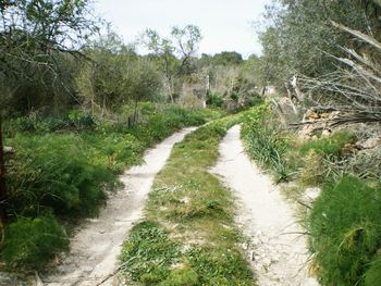 Dirt road amidst trees