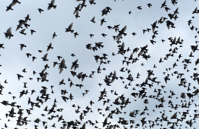 Low angle view of birds flying in sky