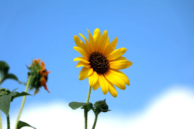 Low angle view of sunflower