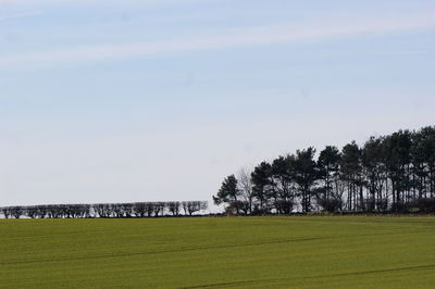 Trees on field against sky