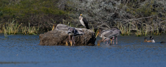 Birds in lake