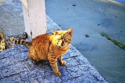 High angle view portrait of tabby cat