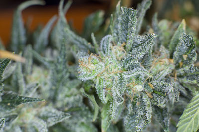 Close-up of snow on plant during winter