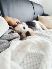 Cropped hand touching dog on bed at home