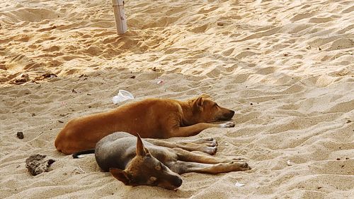 Dog lying on sand at beach