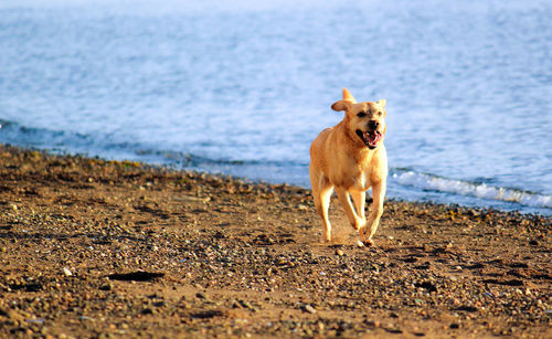 Dog running on shore at beach