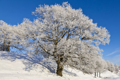 Trees on snow covered field against sky