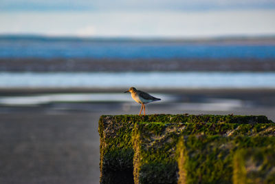 Seagull perching on rock by sea