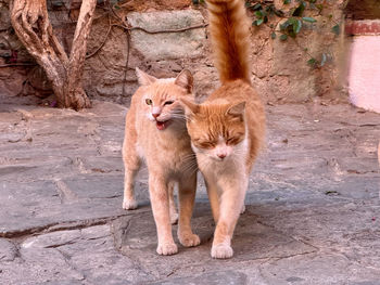 Close-up of two cats snuggling 