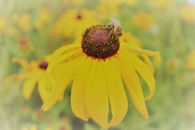 Close-up of insect on yellow flower