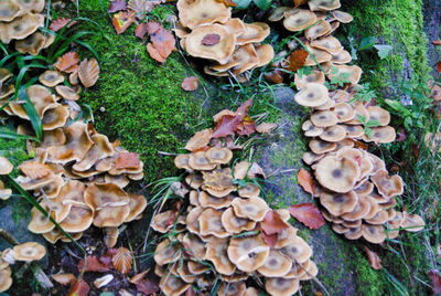 High angle view of mushrooms growing in forest