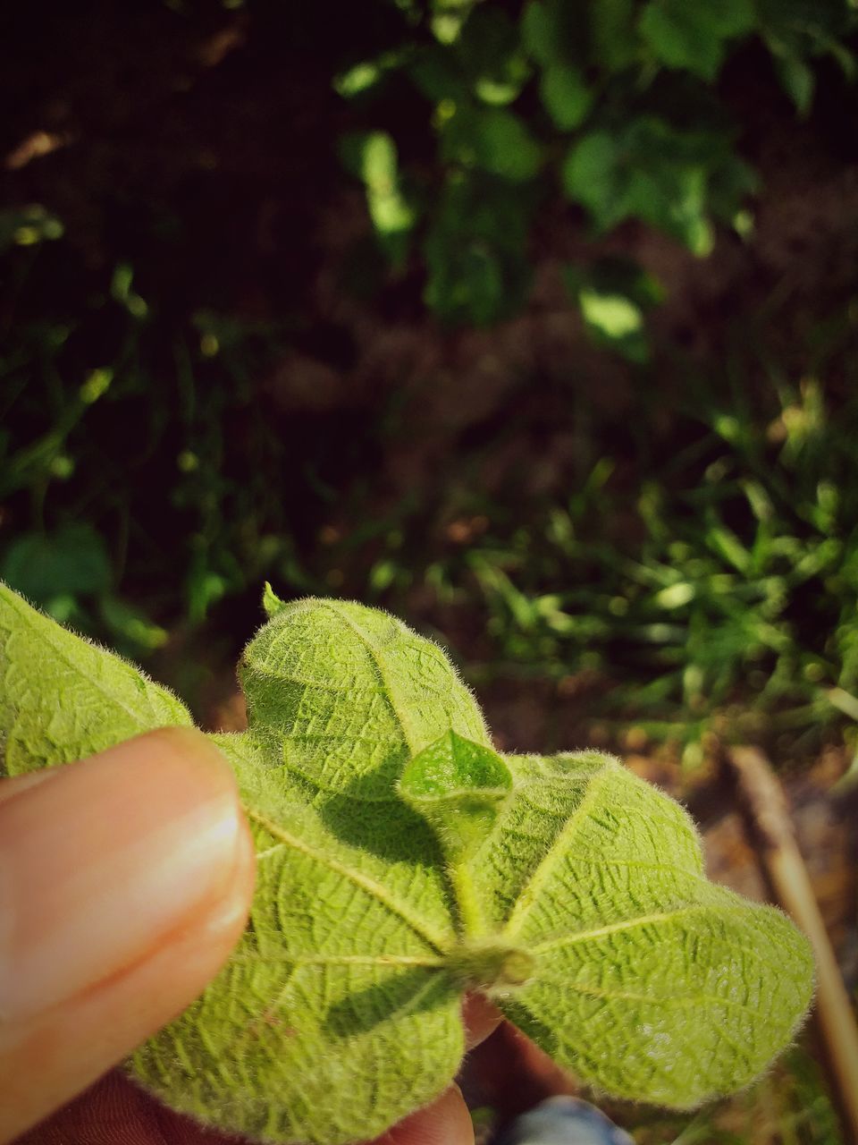 CLOSE-UP OF HAND HOLDING GREEN LEAVES