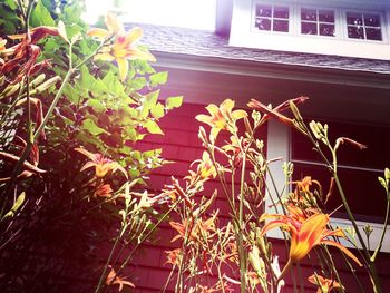 Low angle view of plants in backyard