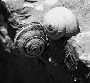 Close-up of snail