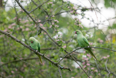 Bird perching on branch