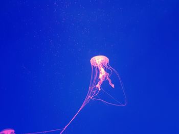 Close-up of jellyfish swimming in sea