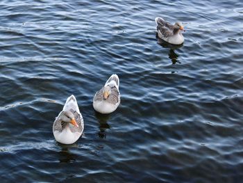 High angle view of seagulls on water