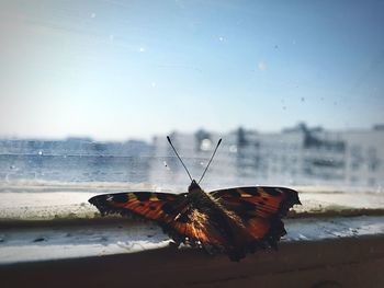 Close-up of butterfly at window
