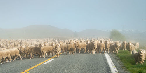 Panoramic view of people on road against clear sky